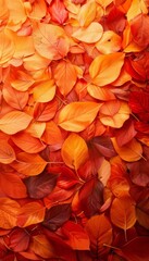 Fototapeta premium Autumn leaves close up background. Colorful fall leaves pattern. Macro top view