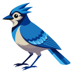 Blue Jay Bird Vector for multiple uses