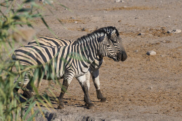 Burchell's zebras (Equus quagga burchellii) drinking at a waterhole in Etosha National Park, Namibia