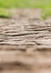 bark path