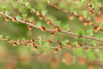 larch branches..