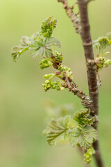 young currant shoot..