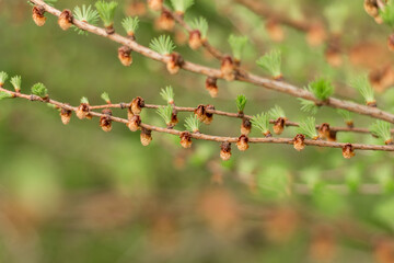larch branches..