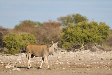 Common eland (Taurotragus oryx) approaching a waterhole in Etosha National Park, Namibia