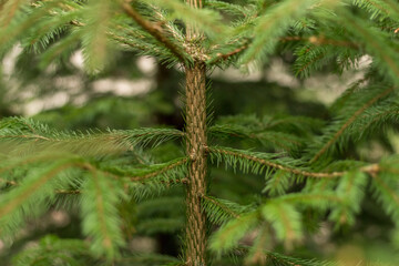 Fototapeta premium spruce branches