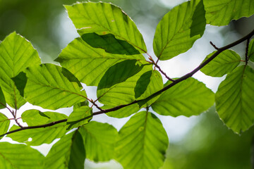 beech leaves