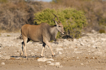 Common eland (Taurotragus oryx) approaching a waterhole in Etosha National Park, Namibia