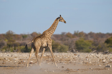 Giraffe (Giraffa camelopardalis) at a waterhole in Etosha National Park, Namibia