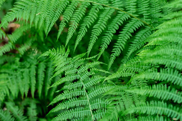 fern leaf