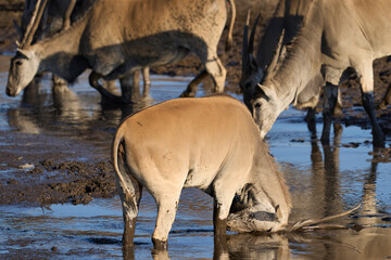 Male common eland (Taurotragus oryx) dipping its horns in the muddy water of a waterhole in Etosha...