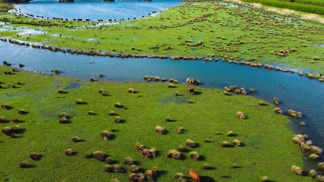 Aerial View of De Biesbosch National Park and Green Grass Pasture with Cows and Birds. Werkendam, The Netherlands