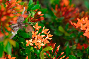Orange flowers in the garden