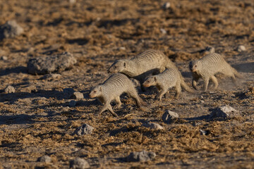 Group of Banded Mongoose (Mungos mungo) approaching a waterhole in Etosha National Park, Namibia