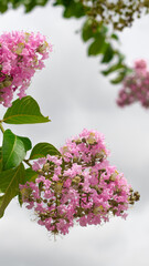 Branch of lilac