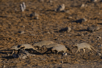 Group of Banded Mongoose (Mungos mungo) approaching a waterhole in Etosha National Park, Namibia