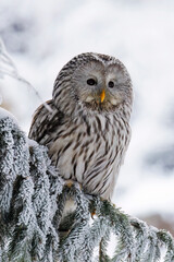Owl in snowy forest. Ural owl, Strix uralensis, perched on spruce branch. Beautiful grey owl in natural habitat. Wild bird of prey in winter nature. Frosty morning. Wildlife.