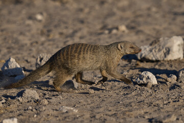 Group of Banded Mongoose (Mungos mungo) approaching a waterhole in Etosha National Park, Namibia