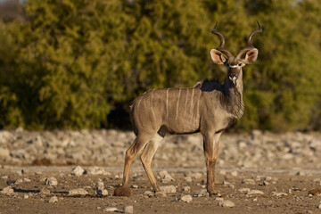 Male Greater Kudu (Tragelaphus strepsiceros) approaching a waterhole in Etosha National Park, Namibia