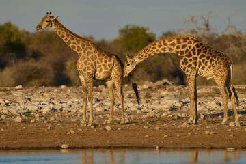 Male giraffe (Giraffa camelopardalis) checking if a female is in oestrus at a waterhole in Etosha National Park, Namibia