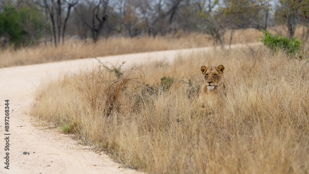 Canvas Prints a lioness resting in dry grass