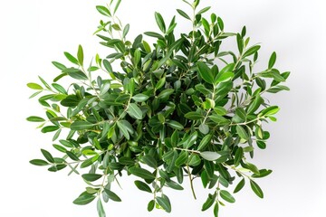 A single potted plant with green leaves on a white surface