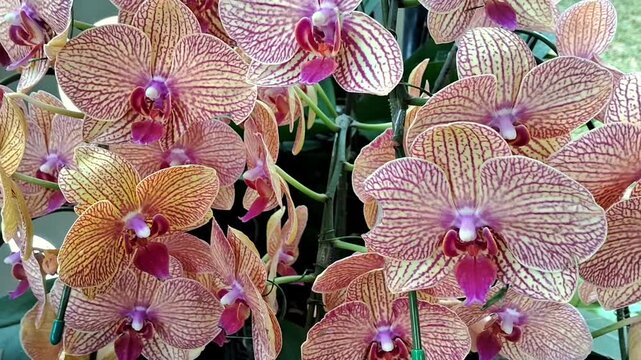 Orchid flowers bloom