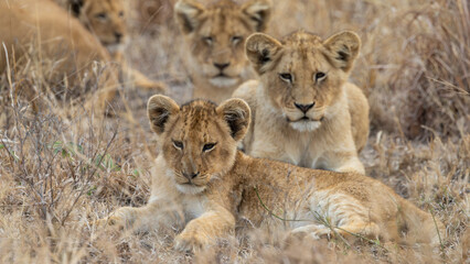 Young lion cubs during the dry season