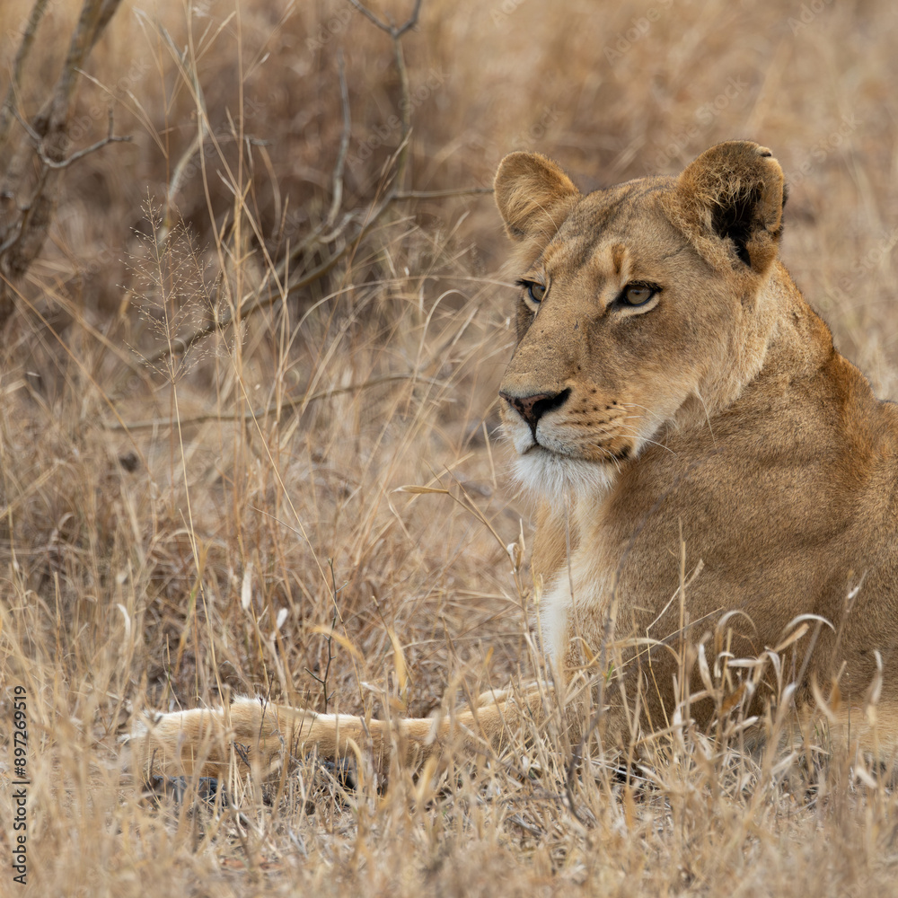 Wall mural a lioness resting in dry grass