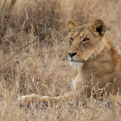 a lioness resting in dry grass