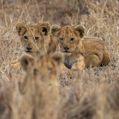 Young lion cubs during the dry season