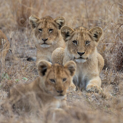 Young lion cubs during the dry season