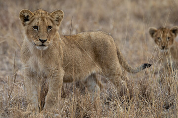 Young lion cubs during the dry season