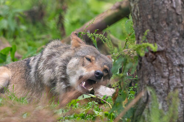 European grey wolf