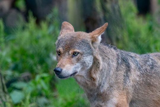 European grey wolf Canis lupus in green forest