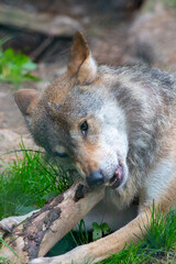 European grey wolf