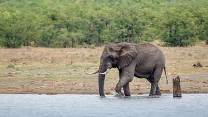 Obraz premium African bush elephant drinking in lake in Kruger National park, South Africa ; Specie Loxodonta africana family of Elephantidae