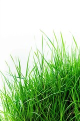 Obraz premium A close-up shot of lush green grass with individual blades visible