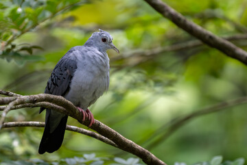 Blue Ground Dove - Claravis pretiosa, beautiful gray dove from Latin American woodlands and gardens, Brazil.