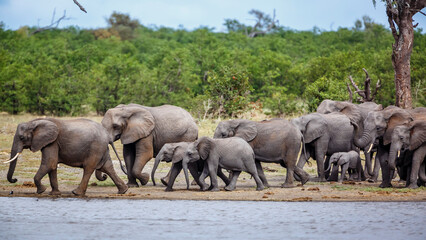 Fototapeta premium Herd of African bush elephants with babies running along lake in Kruger National park, South Africa ; Specie Loxodonta africana family of Elephantidae