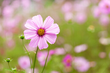 Fototapeta premium 秋のコスモス