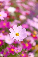 Obraz premium 鮮やかなコスモス畑