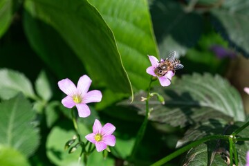 Close-up of a bee pollinating a pink flower with green leaves in the background