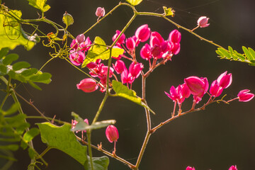 Vibrant pink tigon flowers with green leaves.