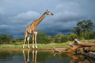 Giraffe along waterhole with cloudy sky in Kruger National park, South Africa ; Specie Giraffa camelopardalis family of Giraffidae