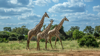 Three Giraffes in green bush in Kruger National park, South Africa   Specie Giraffa camelopardalis family of Giraffidae © PACO COMO