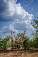Fototapeta premium Three Giraffes in green bush in Kruger National park, South Africa ; Specie Giraffa camelopardalis family of Giraffidae