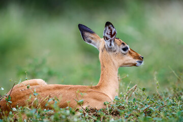 Fototapeta premium Young Common Impala portrait lying down in grass in Kruger National park, South Africa ; Specie Aepyceros melampus family of Bovidae