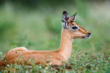 Young Common Impala portrait lying down in grass in Kruger National park, South Africa ; Specie Aepyceros melampus family of Bovidae
