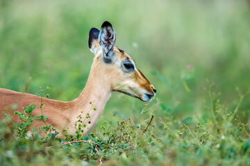 Young Common Impala portrait lying down in grass in Kruger National park, South Africa ; Specie Aepyceros melampus family of Bovidae