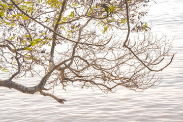 Tree branches with lush green leaves extend over a calm, reflective body of water.